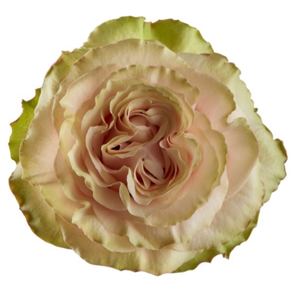 <h4>R Gr Country Secret Bicolor Pink 50</h4>