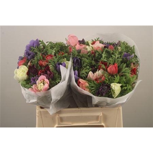 Anemone Levante Mixed In Bunch