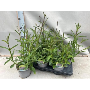 VERBE BONARIENSIS