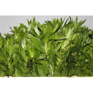 FOLHAGEM DRACENA PLEOMELE VERDE