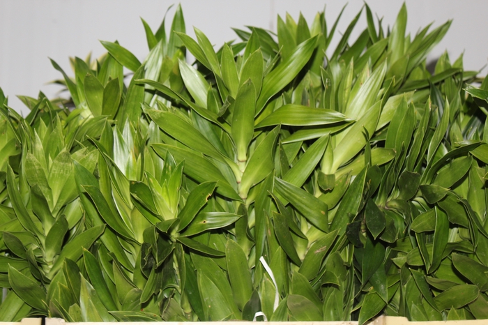 <h4>FOLHAGEM DRACENA PLEOMELE VERDE</h4>