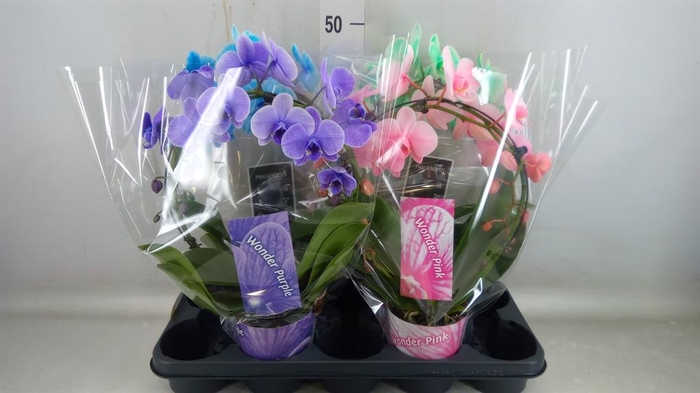 <h4>Phalaenopsis ...</h4>