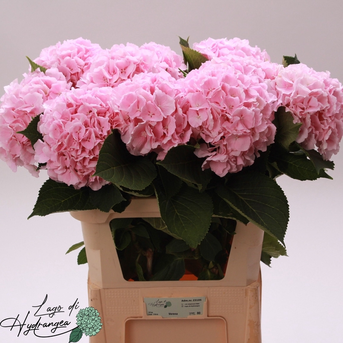 <h4>HYDR M CH VERENA</h4>