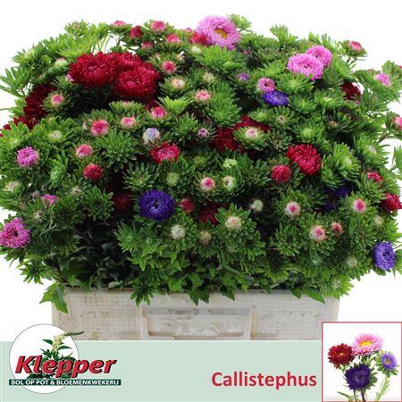 Callistephus Mixed Pro Bunch 60cm