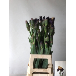 IRIS BUITEN OV