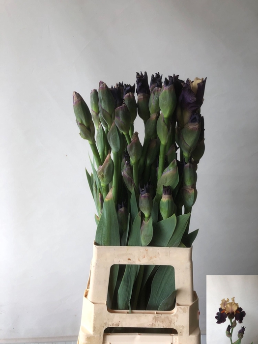 <h4>IRIS BUITEN OV</h4>