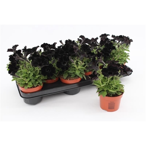 <h4>Petunia Black</h4>