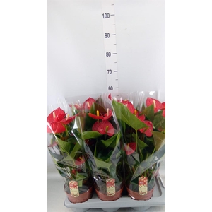 Anthurium andr. 'Tremendo'