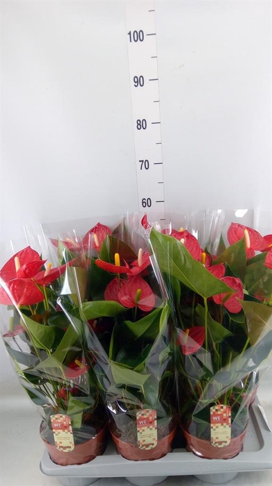 <h4>Anthurium andr. 'Tremendo'</h4>