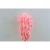 Dried Lagurus X5 Bl Light Pink Bunch