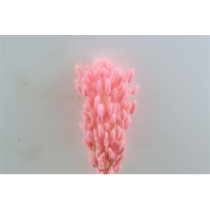 Dried Lagurus Bl Light Pink Bunch