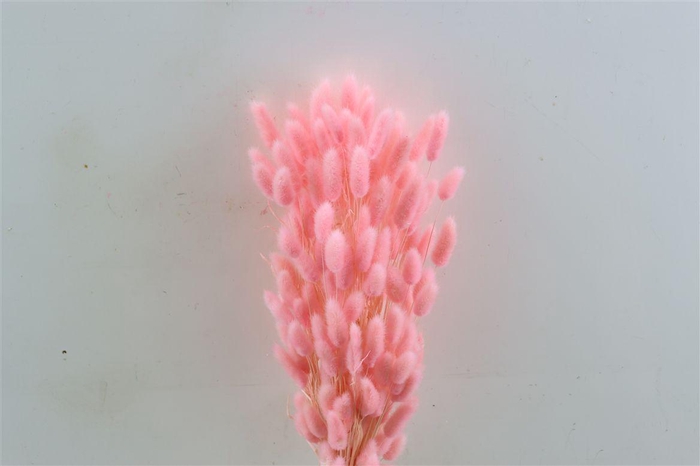 <h4>Dried Lagurus Bl Light Pink Bunch</h4>