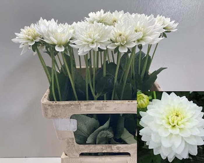 <h4>Dahlia Maarten Zwaan Punthuis</h4>