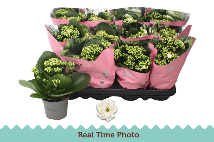 <h4>KAL B GE C MENZEL</h4>