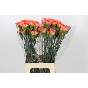 Dianthus St Kalimero