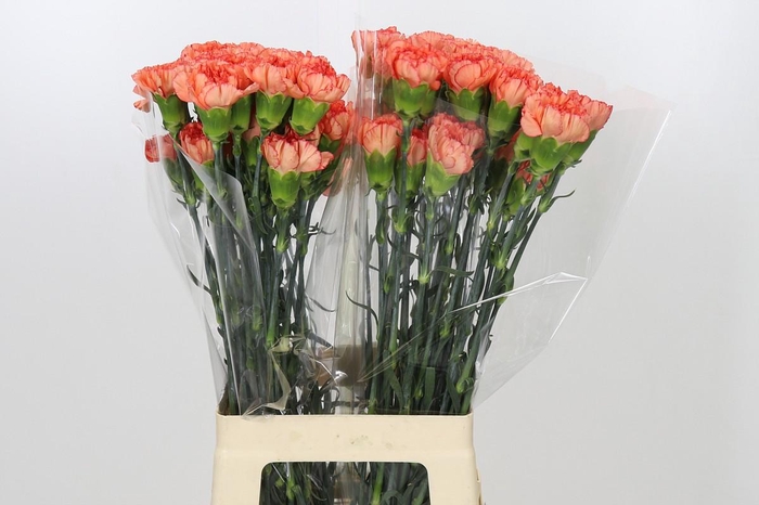 <h4>Dianthus St Kalimero</h4>
