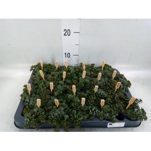 Sedum makinoi 'Kosmosje'