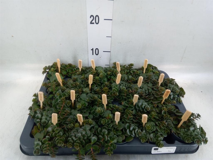 <h4>Sedum makinoi 'Kosmosje'</h4>
