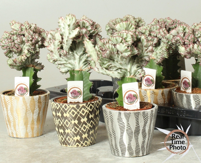 <h4>EUPHOR LAC CRISTATA</h4>