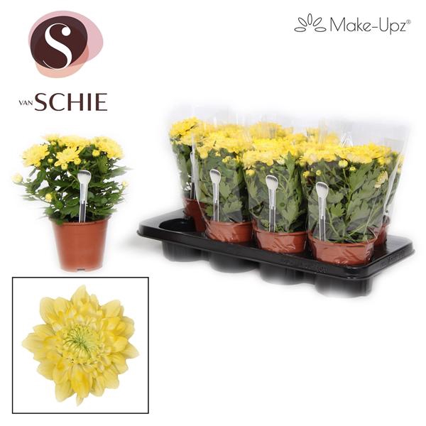 <h4>Chrysanne Grandezza Make-Upz® Yellow</h4>