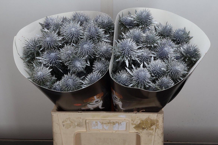 <h4>Eryn Wx Wit</h4>