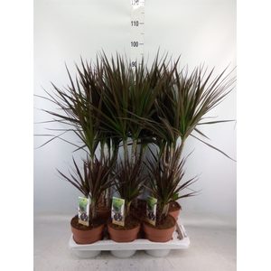 Dracaena marg. 'Magenta'