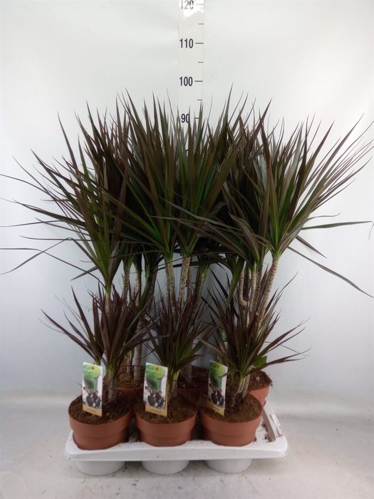 <h4>Dracaena marg. 'Magenta'</h4>