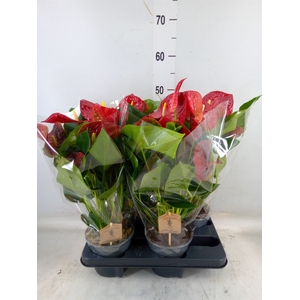 Anthurium andr. 'Esudo'