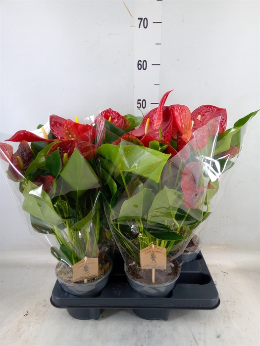 <h4>Anthurium andr. 'Esudo'</h4>