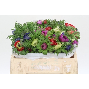 Anemone Levante Rainbow Mix
