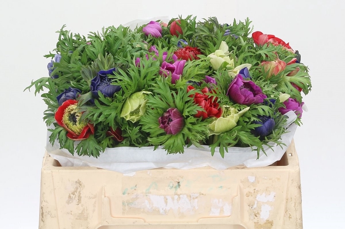 <h4>Anemone Levante Rainbow Mix</h4>