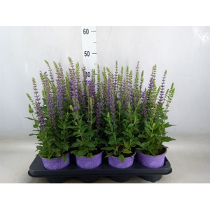 Salvia nemorosa 'Ostfriesland'