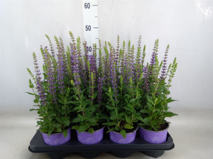 <h4>Salvia nemorosa 'Ostfriesland'</h4>