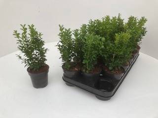 <h4>Buxus sempervirens</h4>