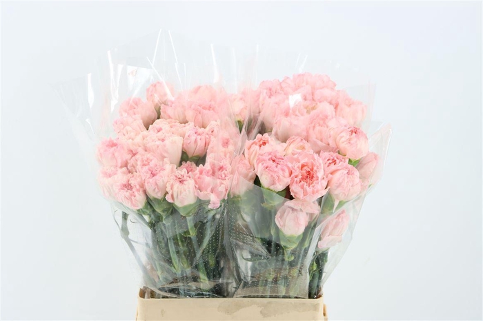 <h4>Di St Maruchi</h4>