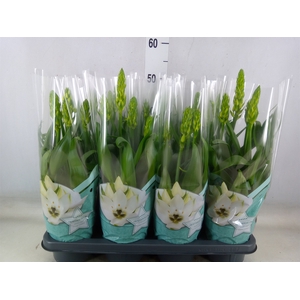 Ornithogalum thyrs.