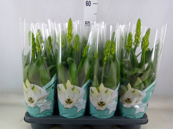 <h4>Ornithogalum thyrs.</h4>