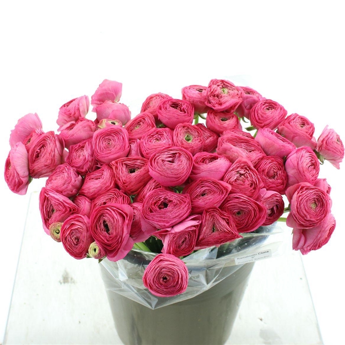 <h4>Ran Su Sr Charleston Super</h4>