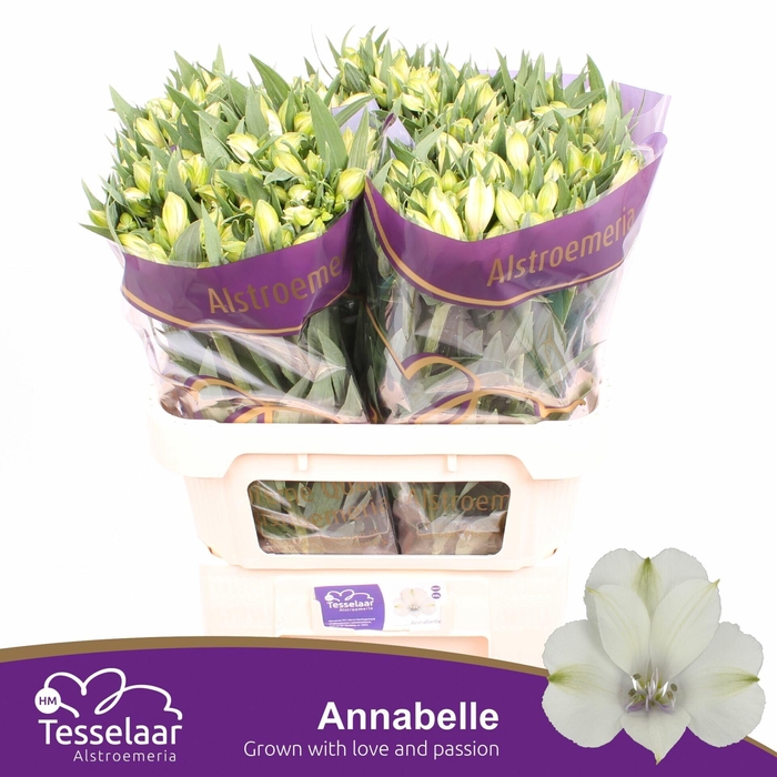 <h4>Alstroemeria Annabelle</h4>