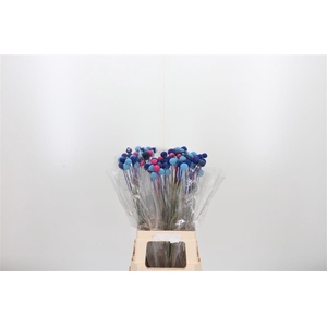 Craspedia Kl Bh Blueberry