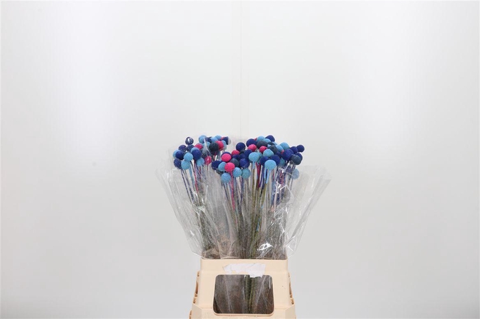 <h4>Craspedia Kl Bh Blueberry</h4>