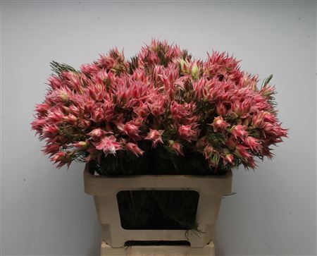 <h4>Blushing Bride Morning Star 6-9</h4>