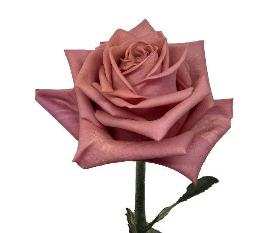 <h4>R GR BARISTA</h4>