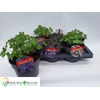 Geranium Overig