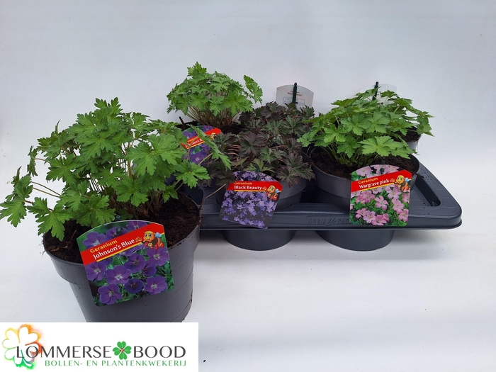 Geranium Overig