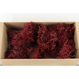 DF Gonio Tataricum Bs Bordeaux 30cm