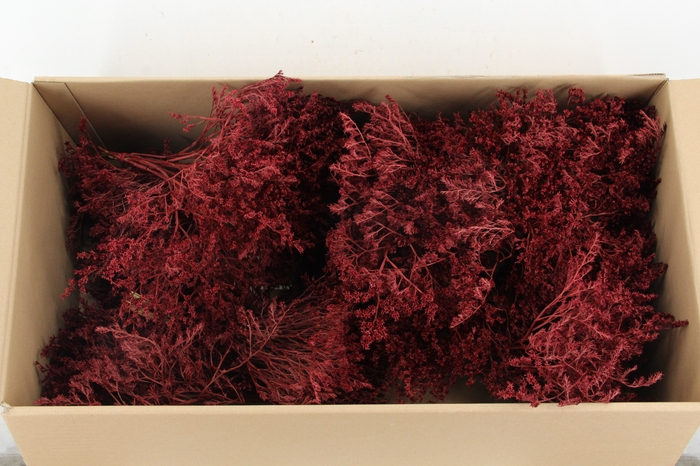 <h4>DF Gonio Tataricum Bs Bordeaux 30cm</h4>