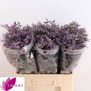 LIM SAF LILAC