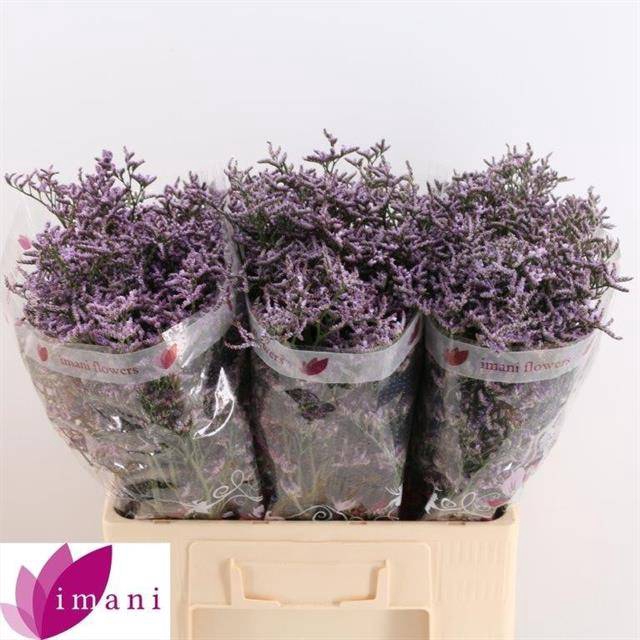 <h4>LIM SAF LILAC</h4>