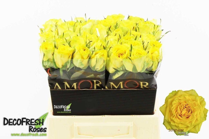 <h4>Rosa large sunchaser</h4>
